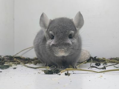 Фіоєбоні самець шиншила