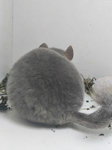 Красива дівчинка шиншила