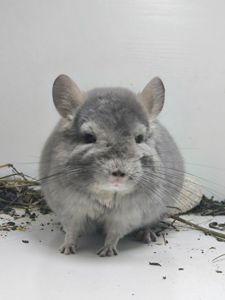 Красива дівчинка шиншила