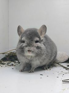 Красива дівчинка шиншила