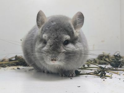 Красива дівчинка шиншила