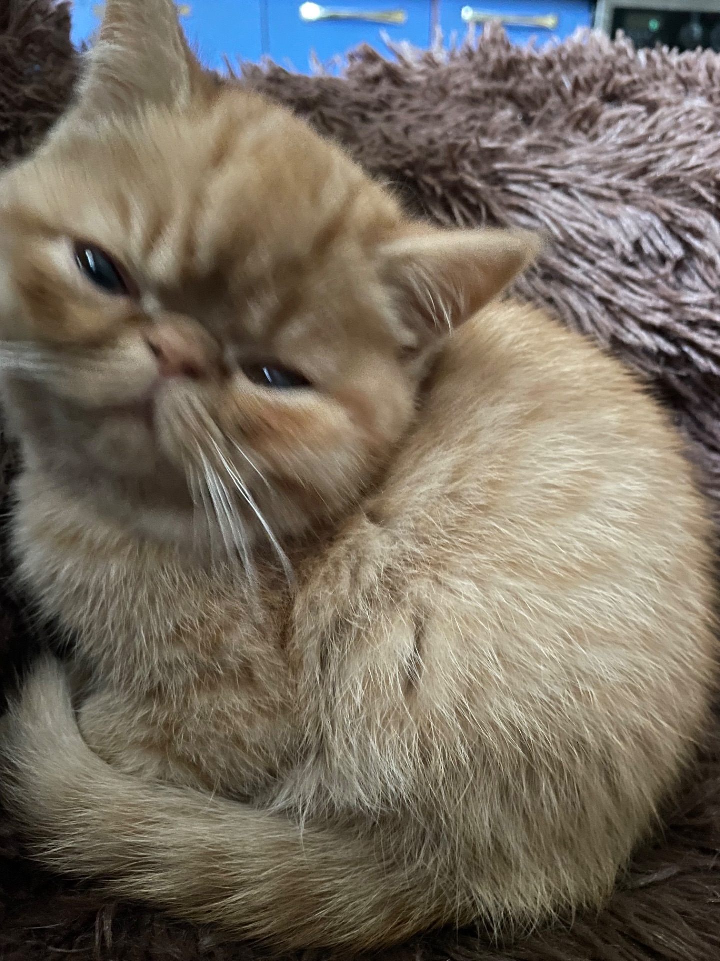 Кошенята екзотики