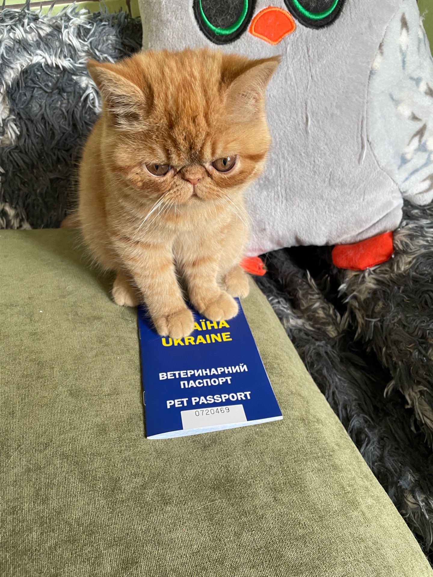 Кошенята екзотики