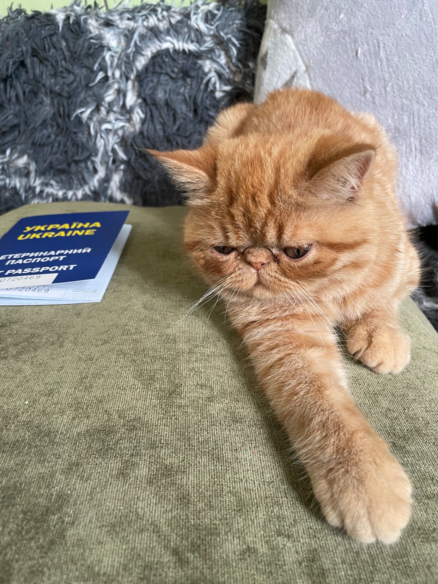 Кошенята екзотики