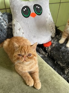 Кошенята екзотики