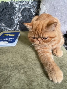 Кошенята екзотики