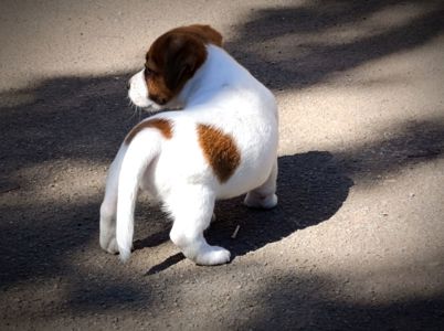 Джек Рассел тер'єр