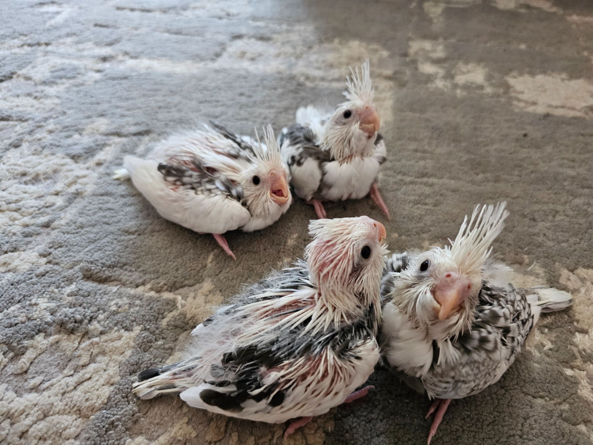 Продам молодих корел