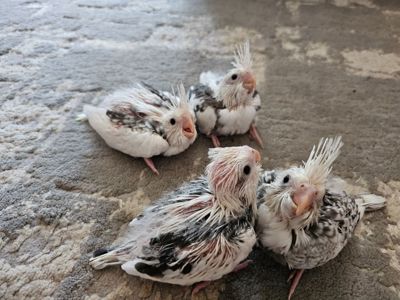 Продам молодих корел