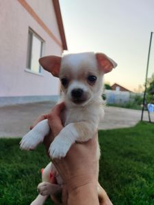 мальчик чихуахуа