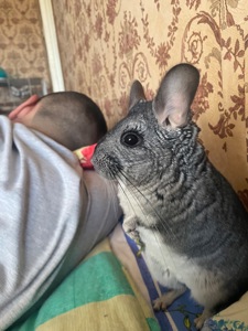 Шиншила