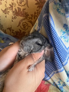 Шиншила