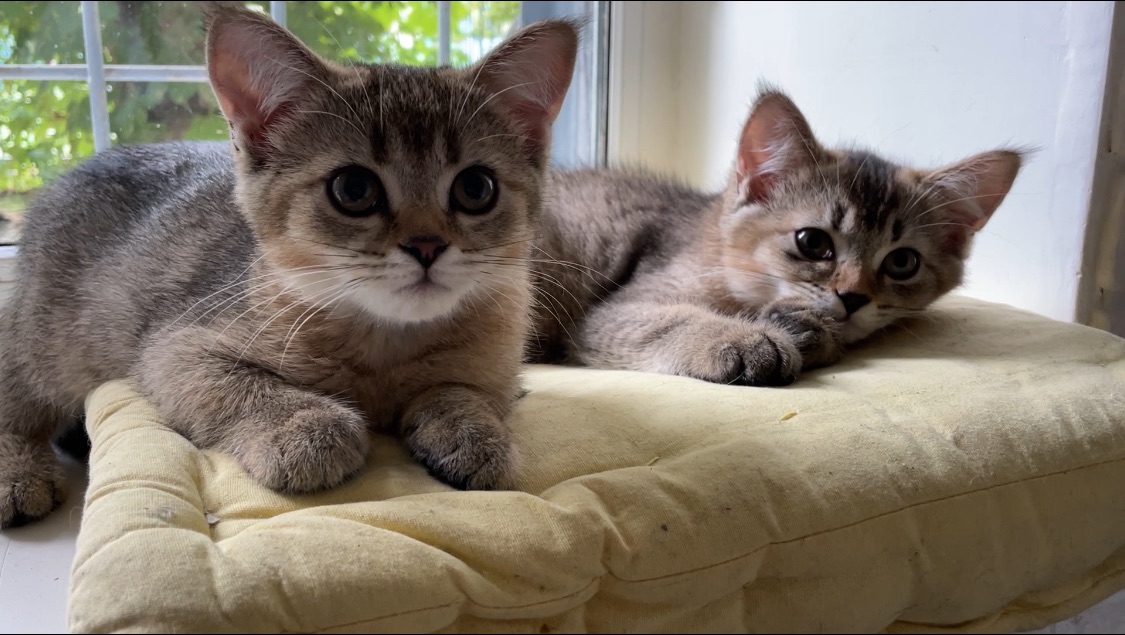 Котята шоколадные шотландские, темное золото, с прививками, чипом