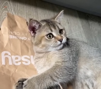 Котята шоколадные шотландские, темное золото, с прививками, чипом