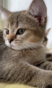 Котята шоколадные шотландские, темное золото, с прививками, чипом
