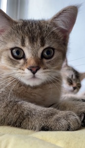 Котята шоколадные шотландские, темное золото, с прививками, чипом