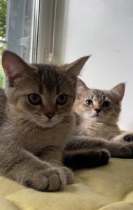 Котята шоколадные шотландские, темное золото, с прививками, чипом