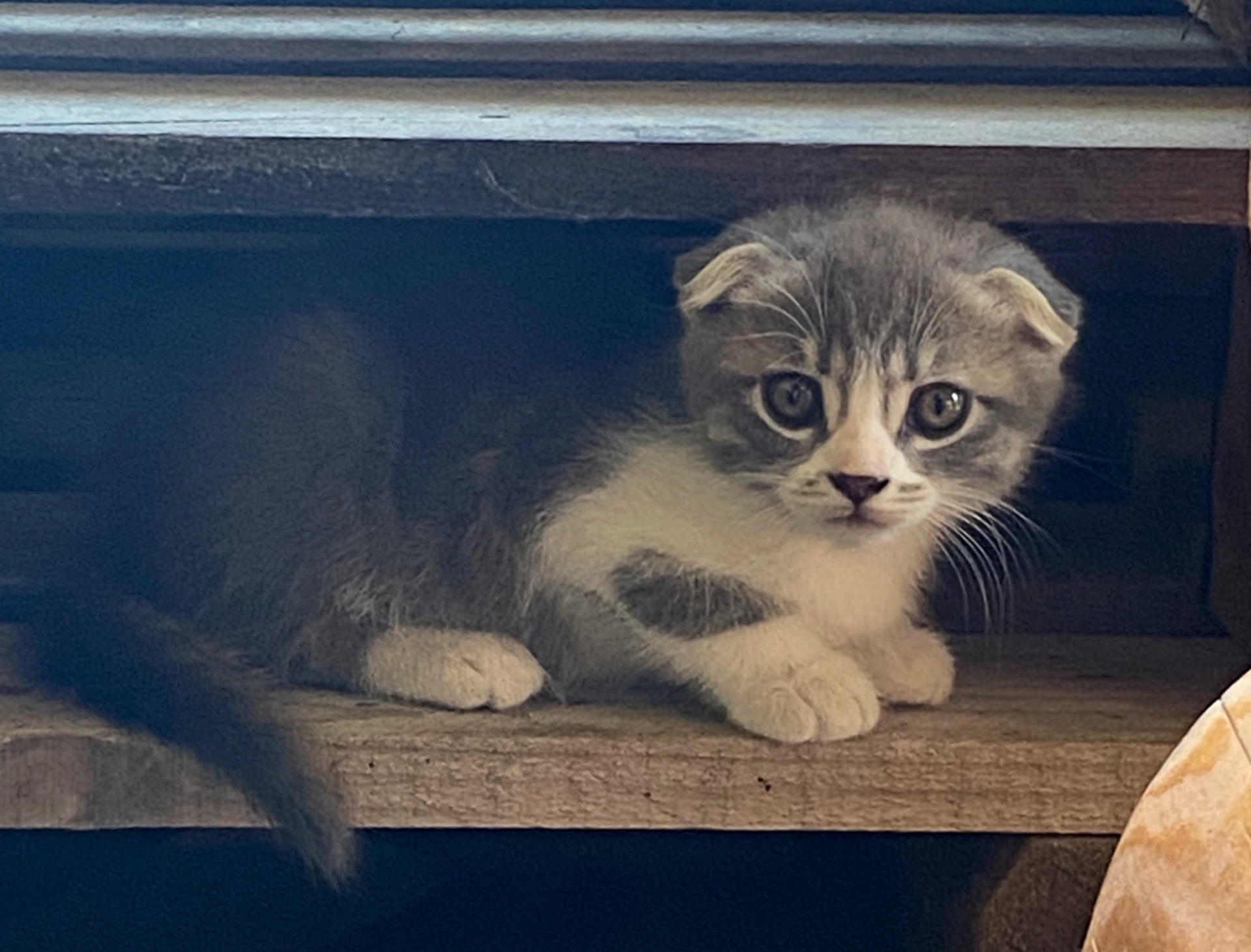 Котята