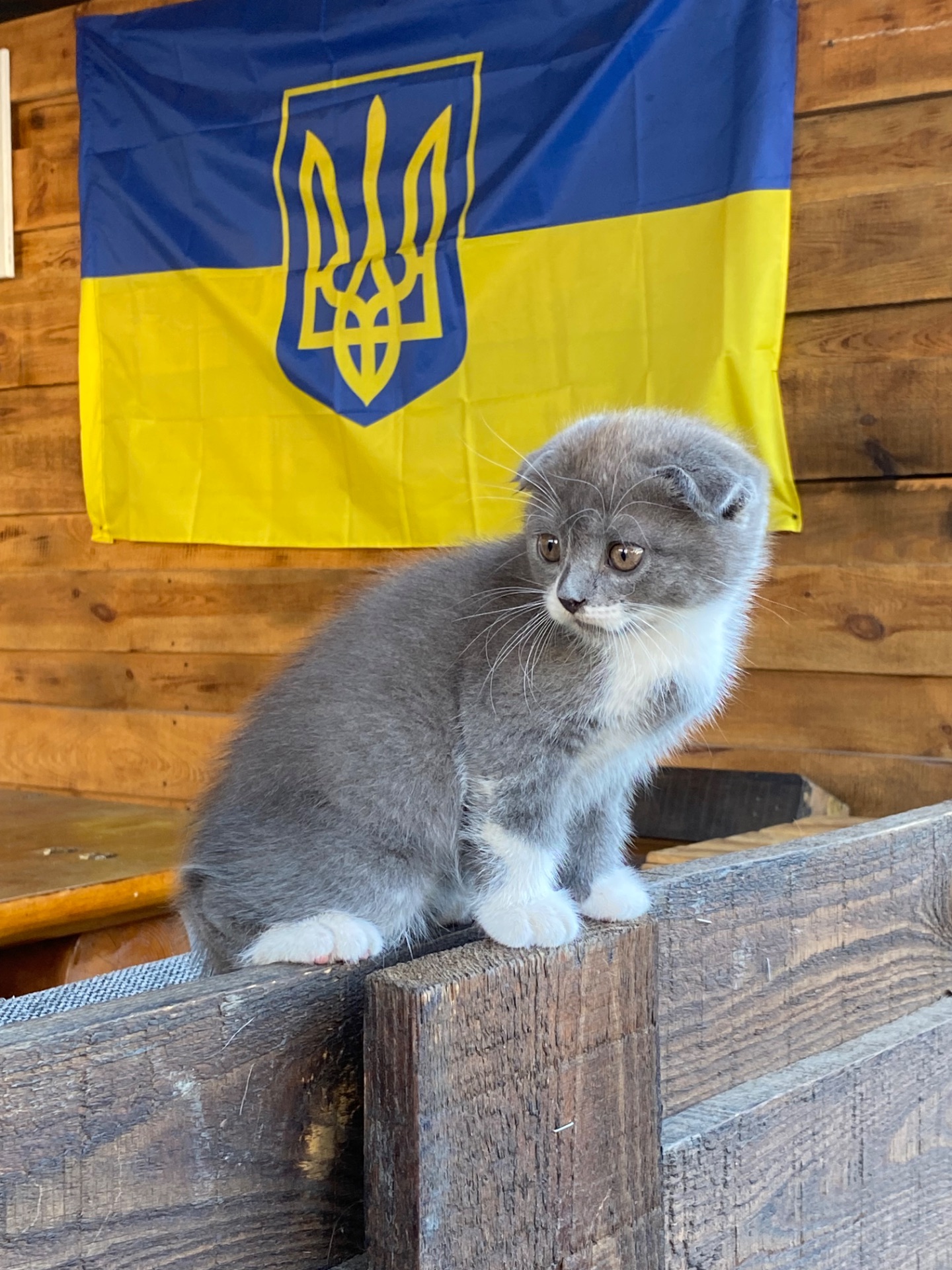 Котята