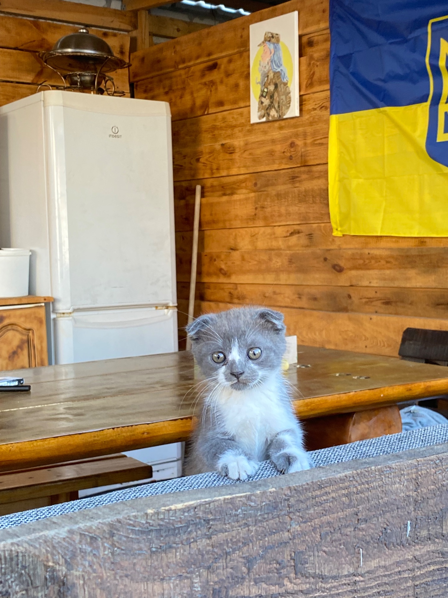 Котята