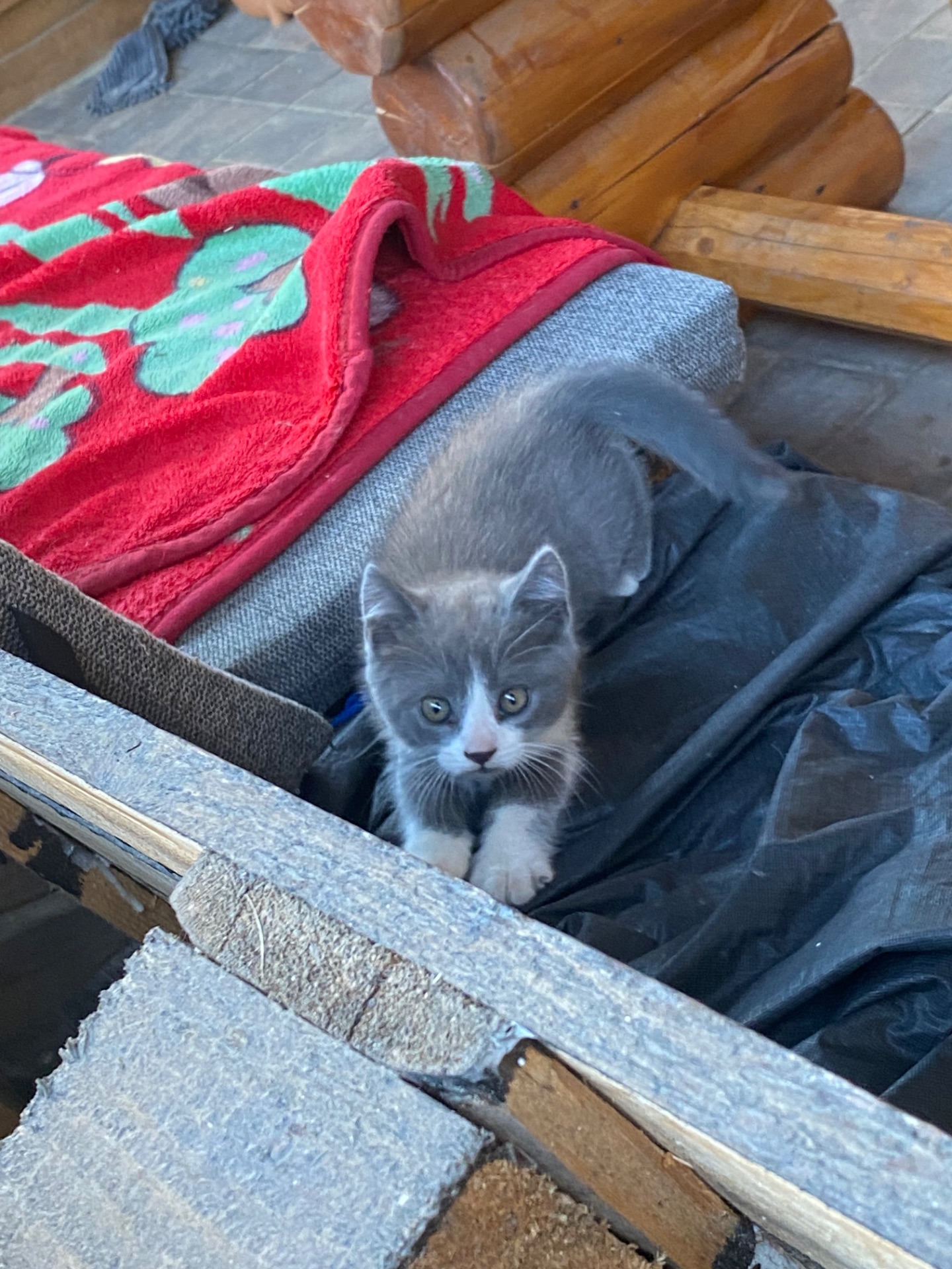 Котята