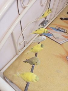 Хвилясті папуги