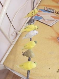 Хвилясті папуги