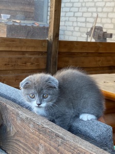 Котята