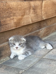 Котята