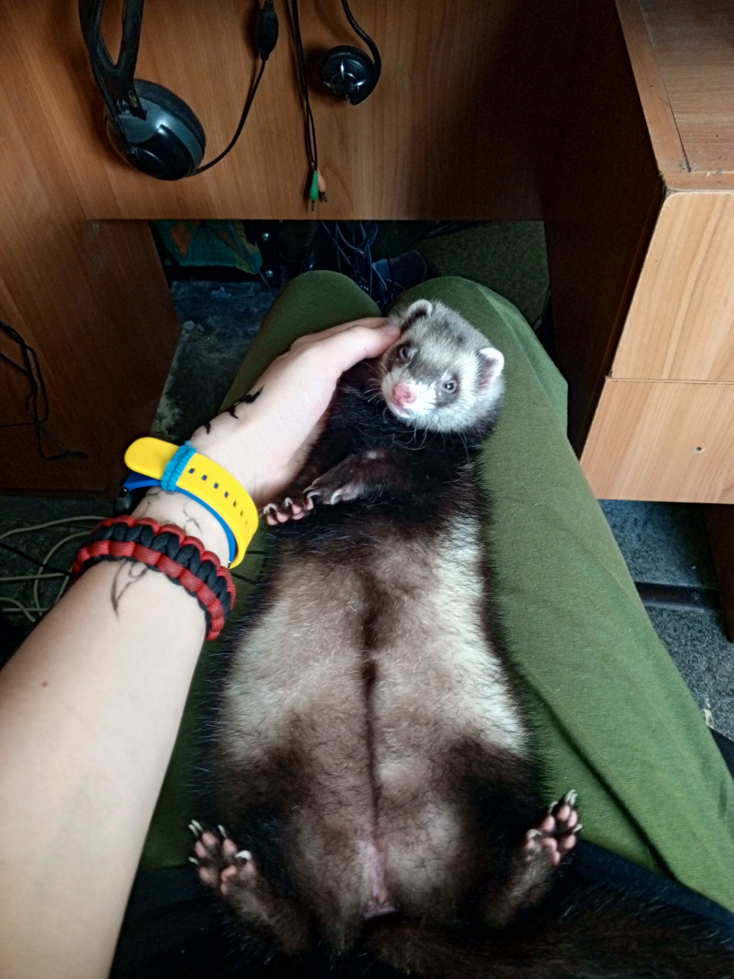 Фретка