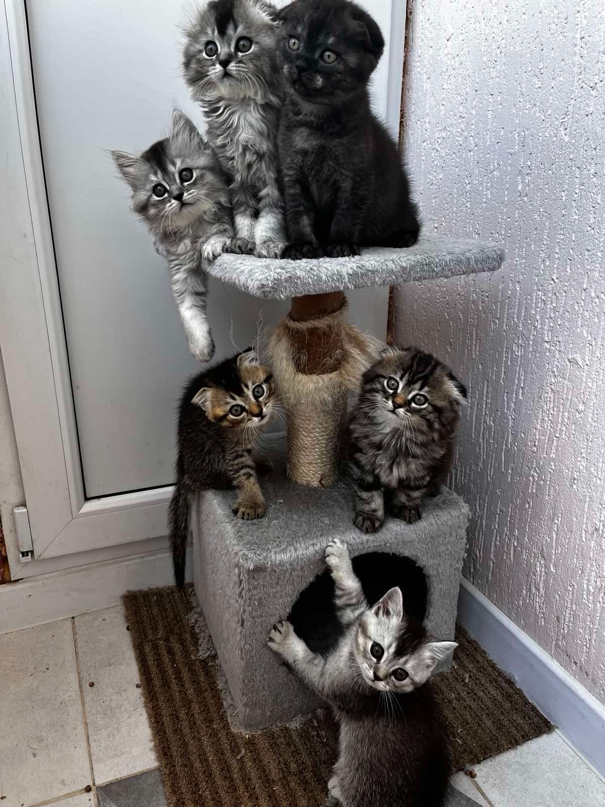 Шотланські кошенята