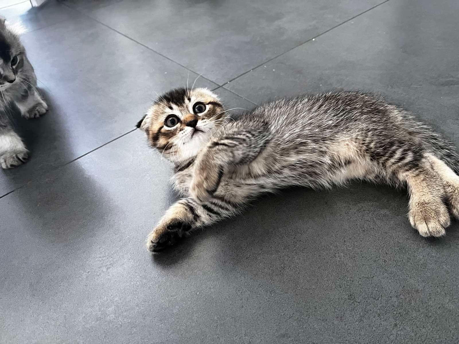 Шотланські кошенята