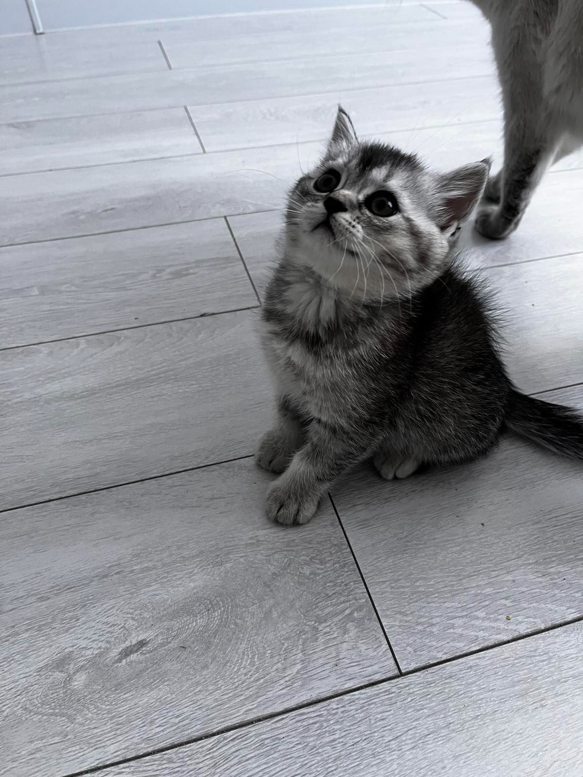 Шотланські кошенята