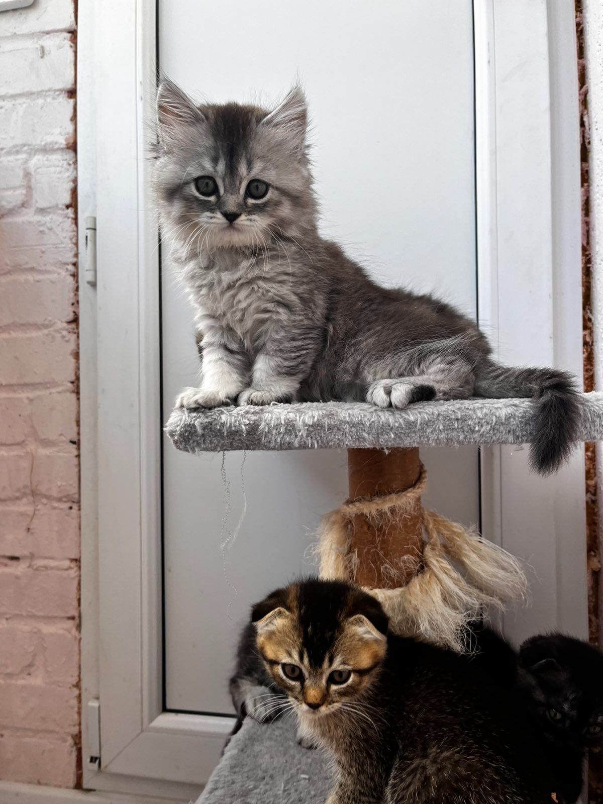 Шотланські кошенята