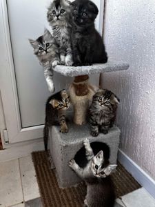 Шотланські кошенята