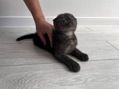 Шотланські кошенята