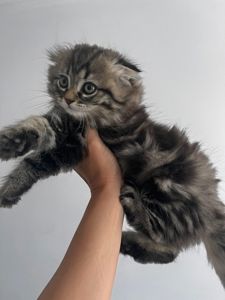 Шотланські кошенята