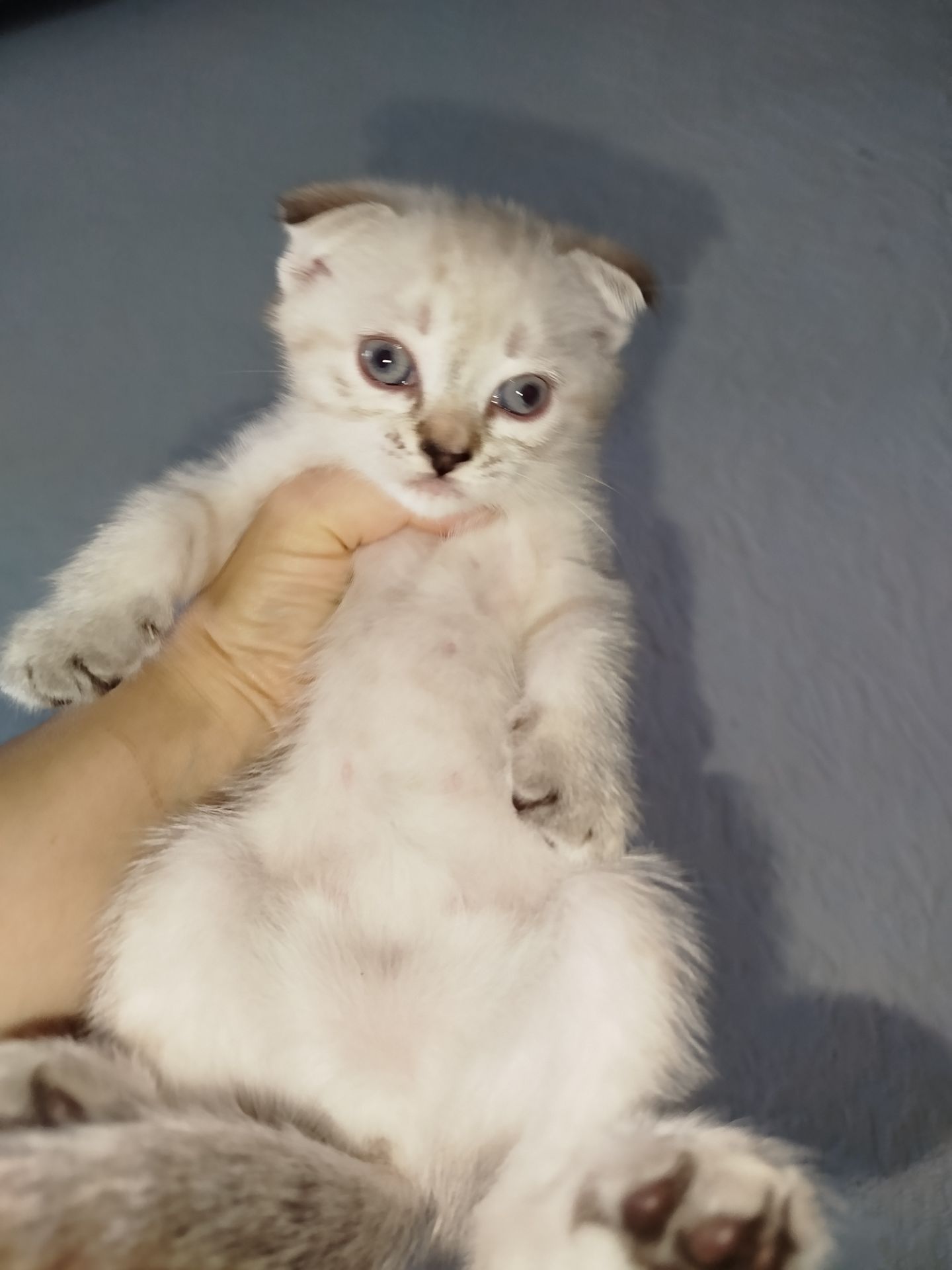 Кошенята шотландські