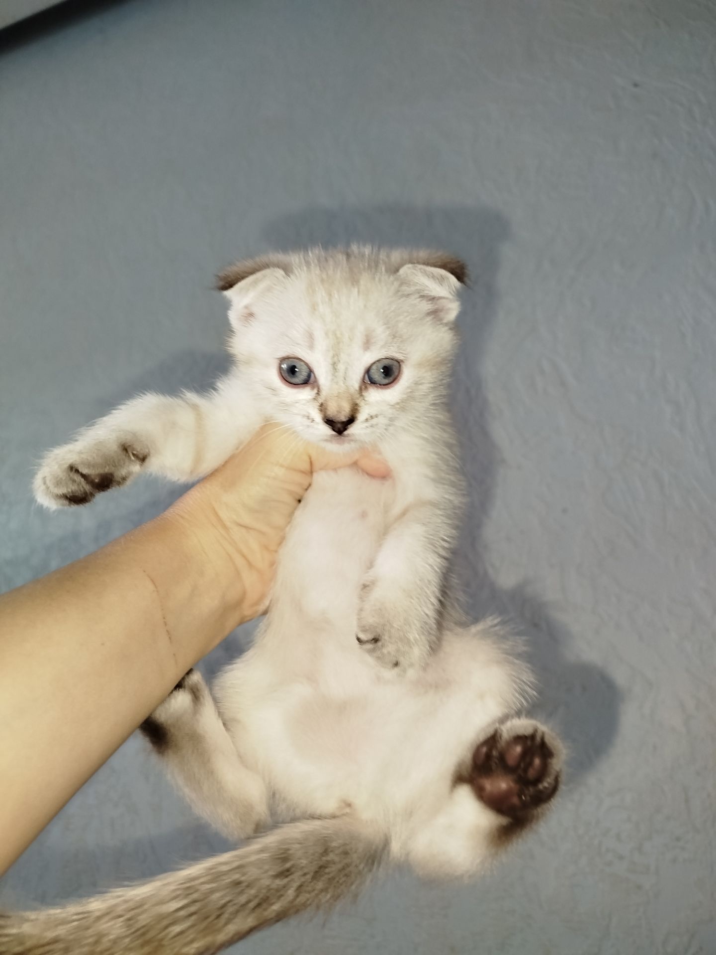 Кошенята шотландські