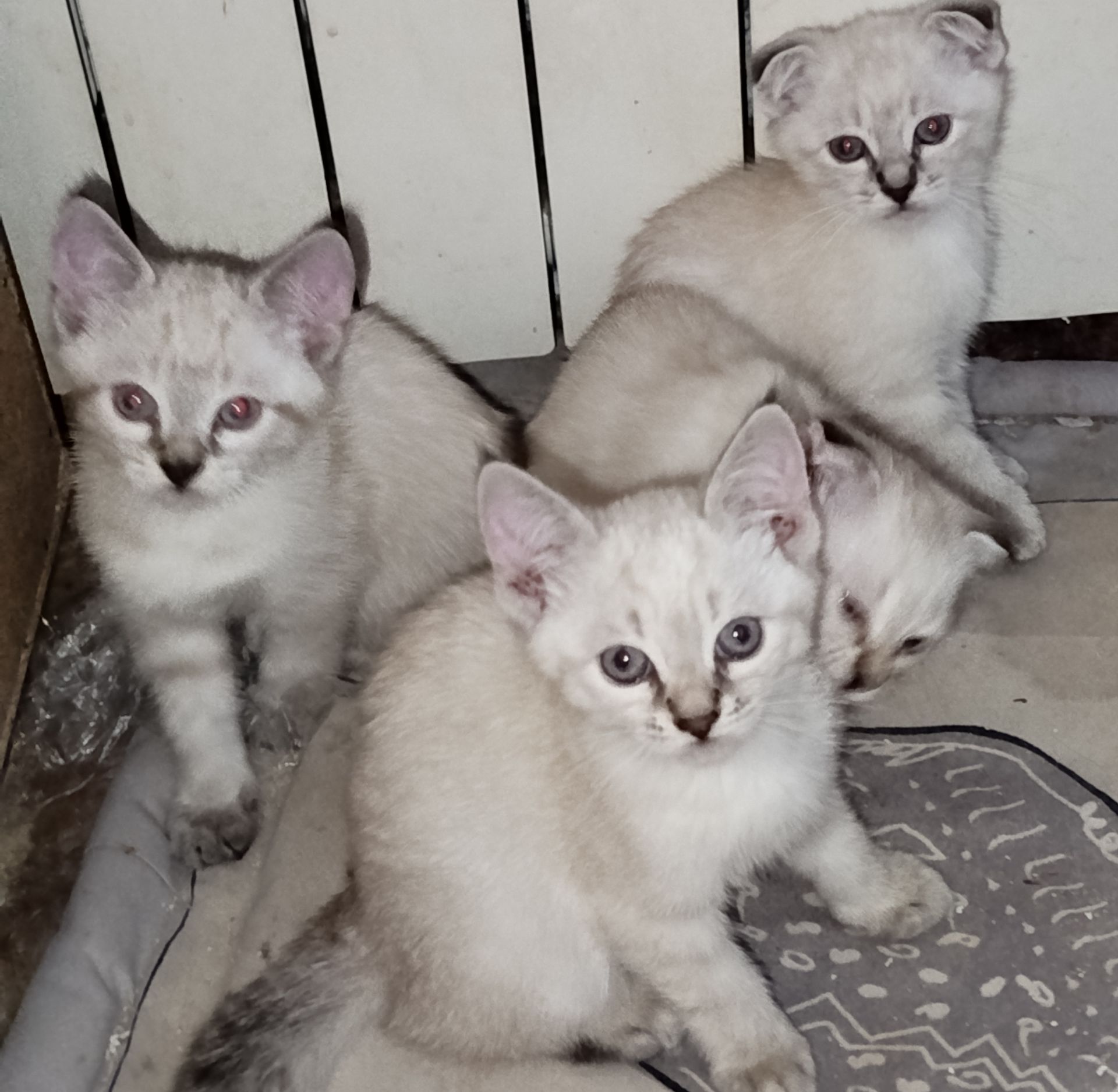 Кошенята шотландські
