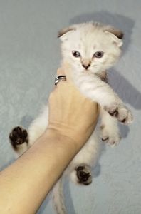 Кошенята шотландські