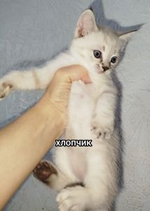 Кошенята шотландські
