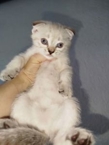 Кошенята шотландські