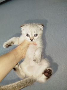 Кошенята шотландські