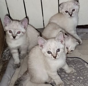 Кошенята шотландські
