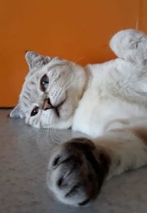 Аватар