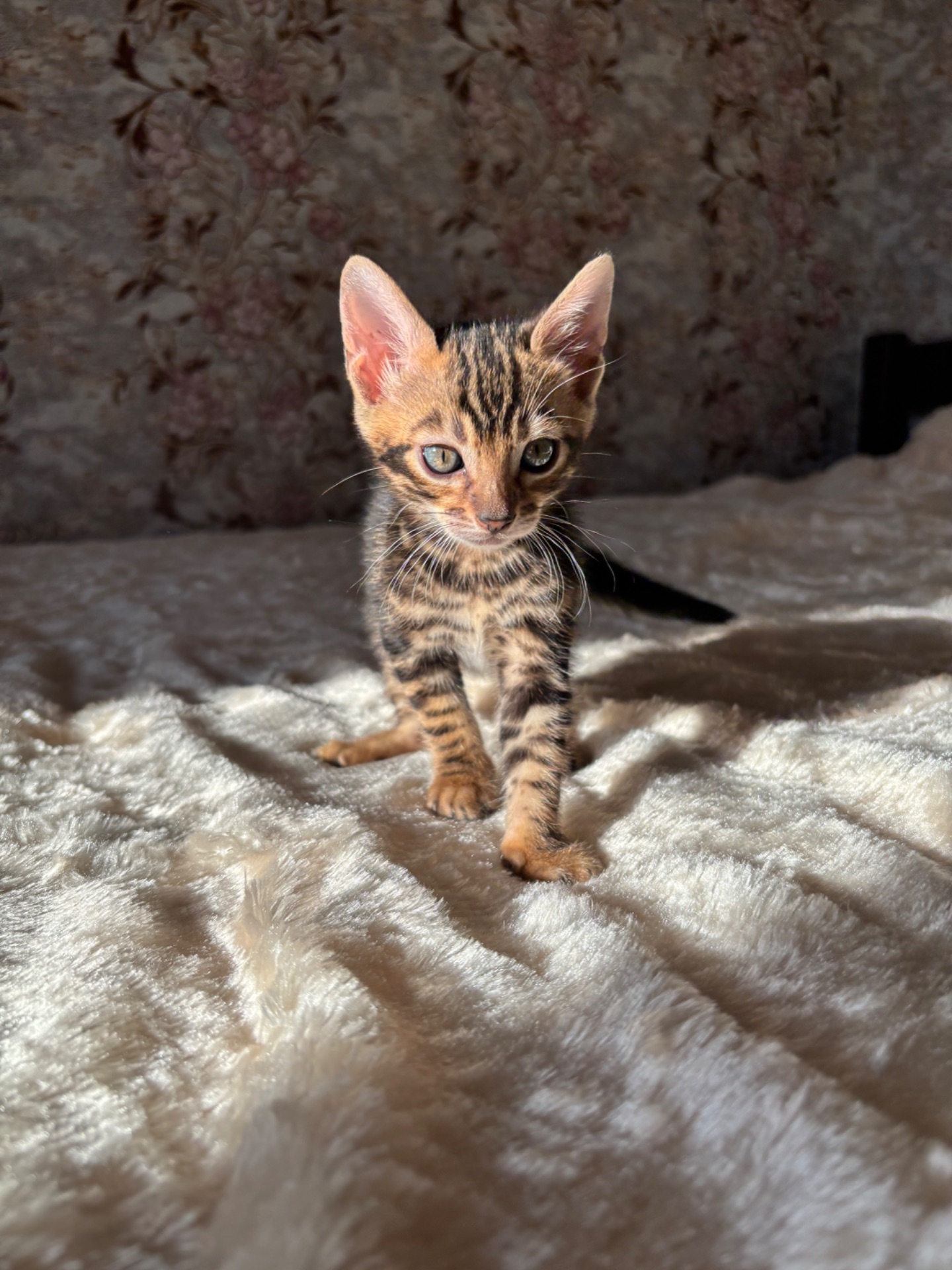 Бенгальський мраморний хлопчик