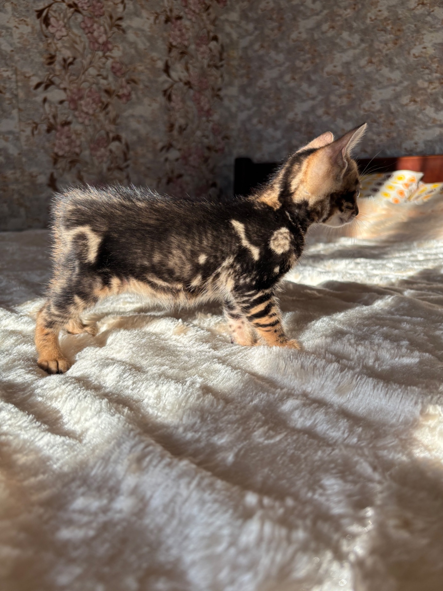 Бенгальський мраморний хлопчик