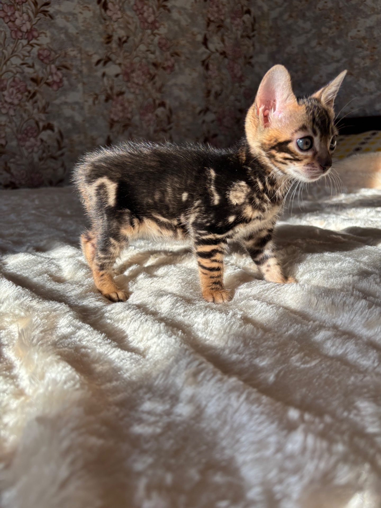 Бенгальський мраморний хлопчик