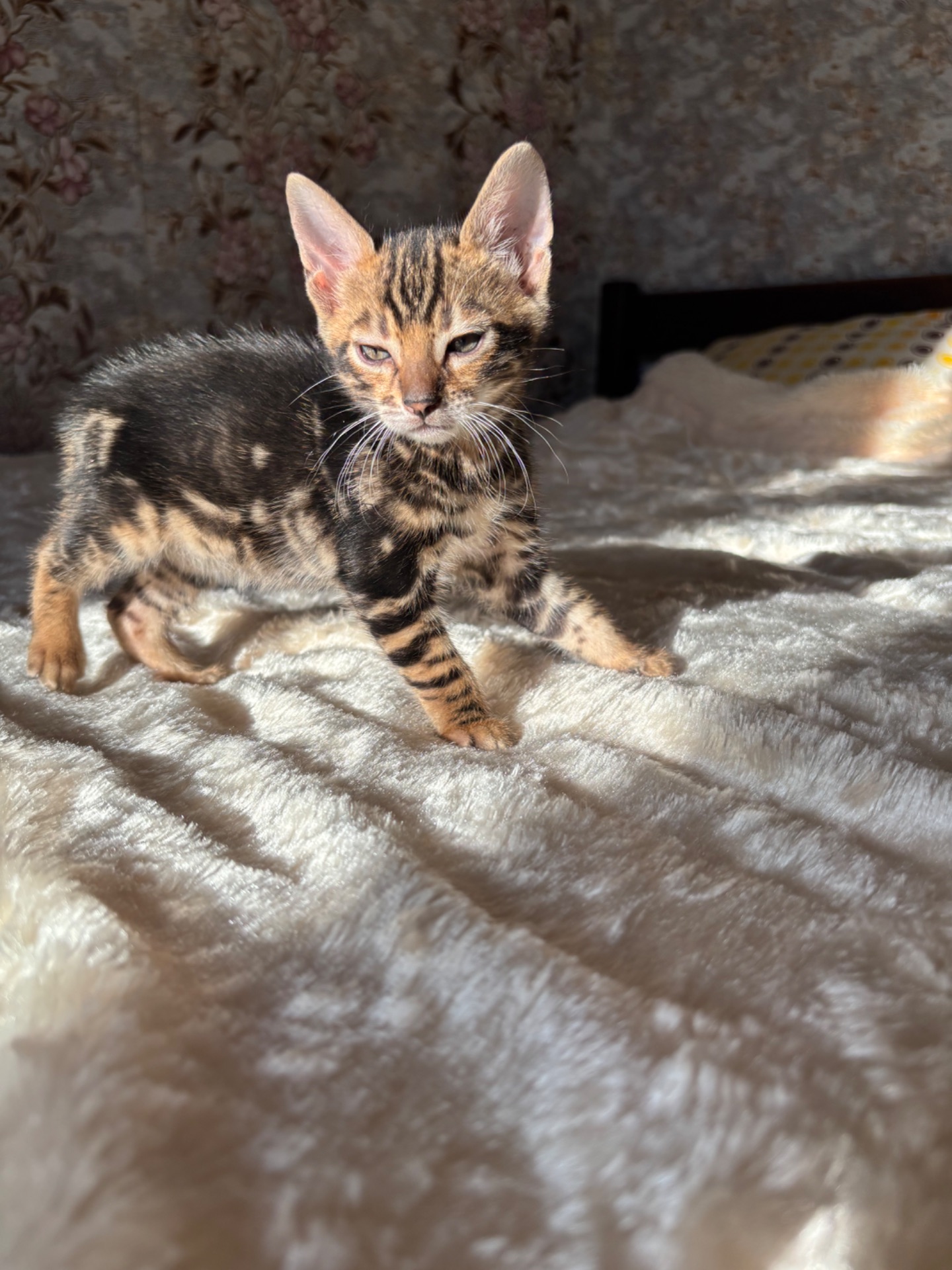 Бенгальський мраморний хлопчик